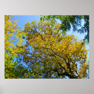 Poster Blue Sky & Autumn Foliing - Personnalisé
