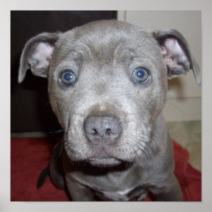 Poster Blue Staffordshire Bull Terrier Puppy