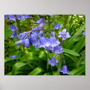POSTER BLUEBELL