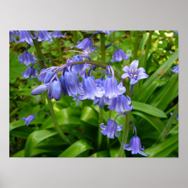 POSTER BLUEBELL (Devant)