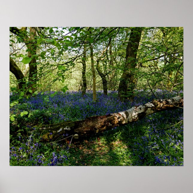 Poster Bluebell Forrest Fleurs sauvages Art photographiqu (Devant)