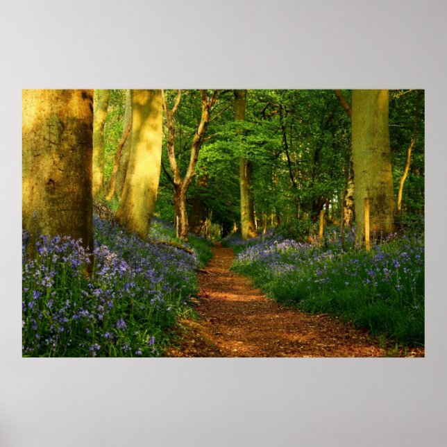 Poster Bluebell Woods (Devant)