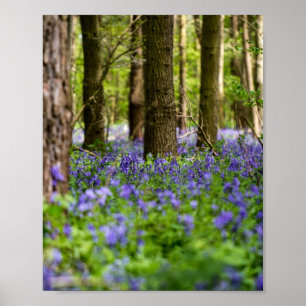 Poster Bluebell Woods