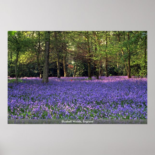 Poster Bluebell Woods, Angleterre (Devant)