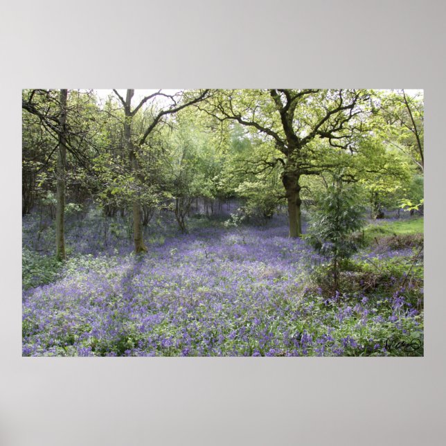 Poster Bluebell Woods II (Devant)