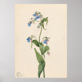 Poster Bluebells de l'Ouest (Mertensia paniculata)