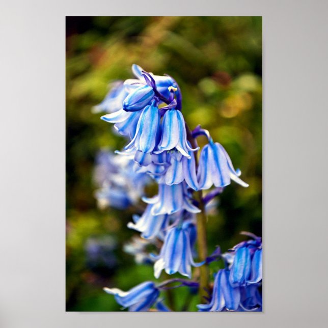 Poster Bluebells Fleurs de printemps Bluebell (Devant)