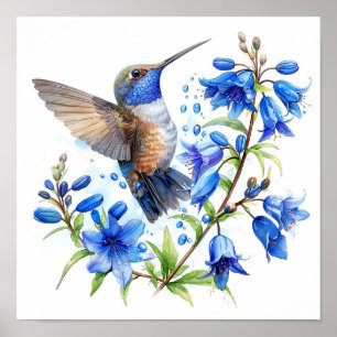 Poster Bluebells Hummingbird Aquarelle Imprimer