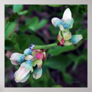 Poster Blueberries en floraison