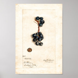 Poster - Blueberries Par James Shull
