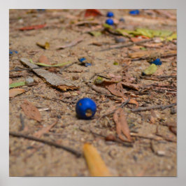 Poster Blueberries tombées