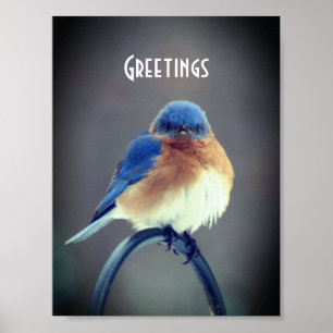 Poster Bluebird