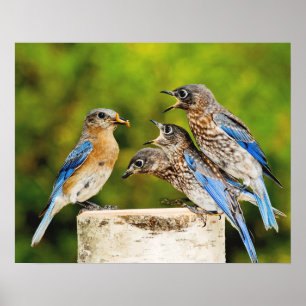Poster Bluebird