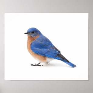 Poster Bluebird