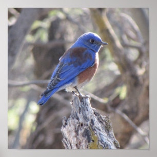 Poster Bluebird
