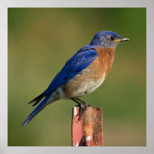 Poster Bluebird