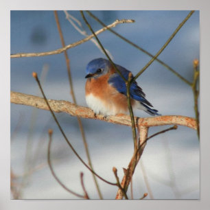 Poster Bluebird d'hiver