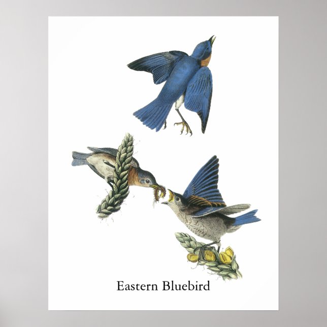 Poster Bluebird, John Audubon (Devant)
