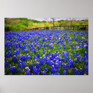 Poster Bluebonnet de Texas