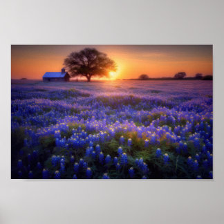Poster Bluebonnet Field au coucher du soleil avec vieille