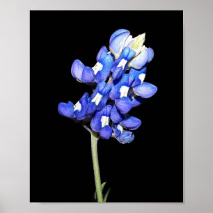 Poster Bluebonnet simple sur l'arrière - plan noir