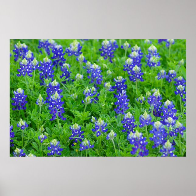 Poster Bluebonnets (Devant)