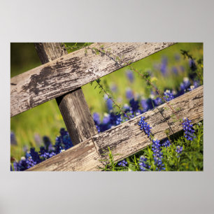 Poster Bluebonnets de Texas autour d'une barrière de pays