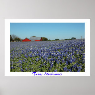 Poster Bluebonnets du Texas