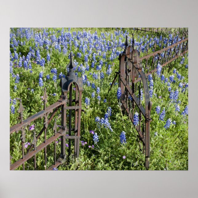 Poster Bluebonnets et phlox porte du cimetière environnan (Devant)