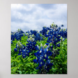 Poster Bluebonnets Fleurs Bleues Texas Texan Floral