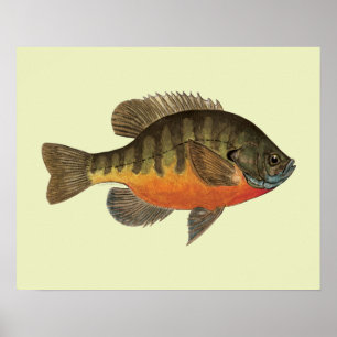 Poster Bluegill Bream