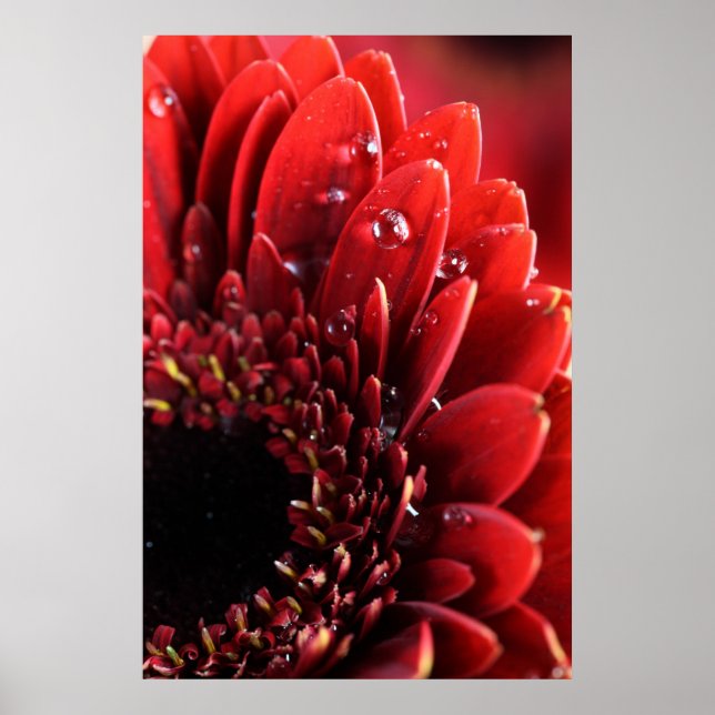 Poster Blume (Devant)