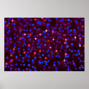 Poster Blurred glittering christmas lights. Blurred abstr