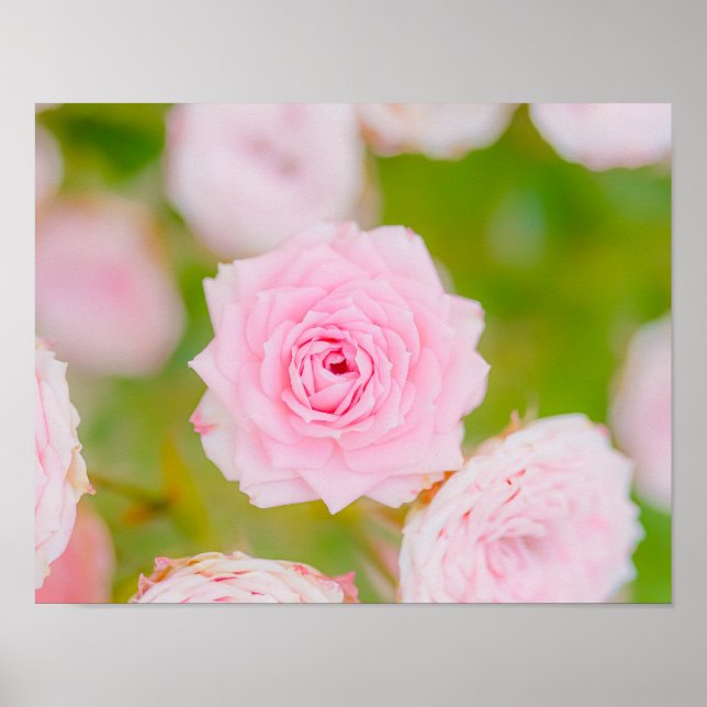 Poster Blushing Petals (Devant)