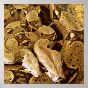 Poster Boas coupés la queue par rouge