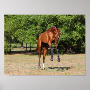 Poster Bob Langrish   Akhal Teke Stallion Leaping