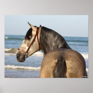Poster Bob Langrish   Andalucian Stallion Headshot Sea