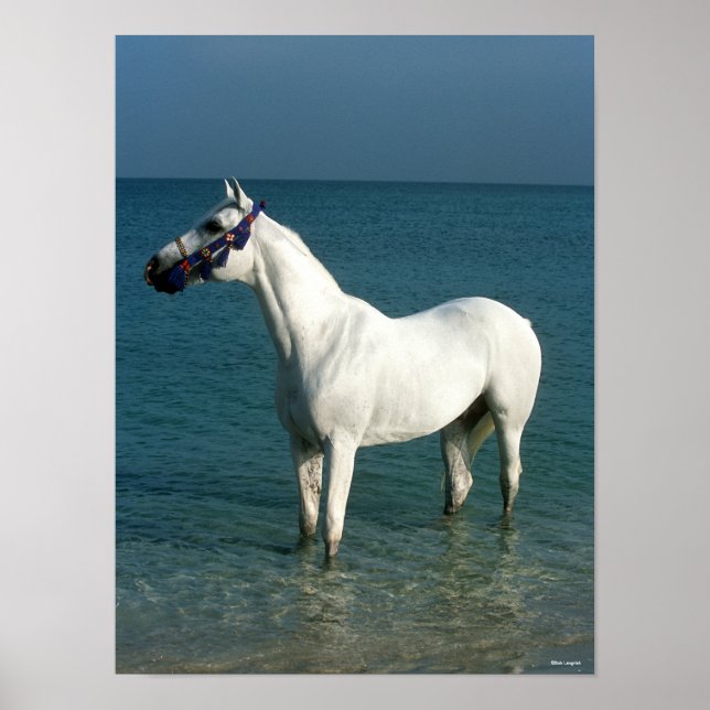 Poster Bob Langrish | Arabe gris debout Dans La Mer (Devant)