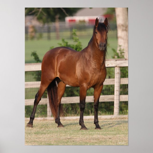 Poster Bob Langrish | Baie Andalousie debout (Devant)