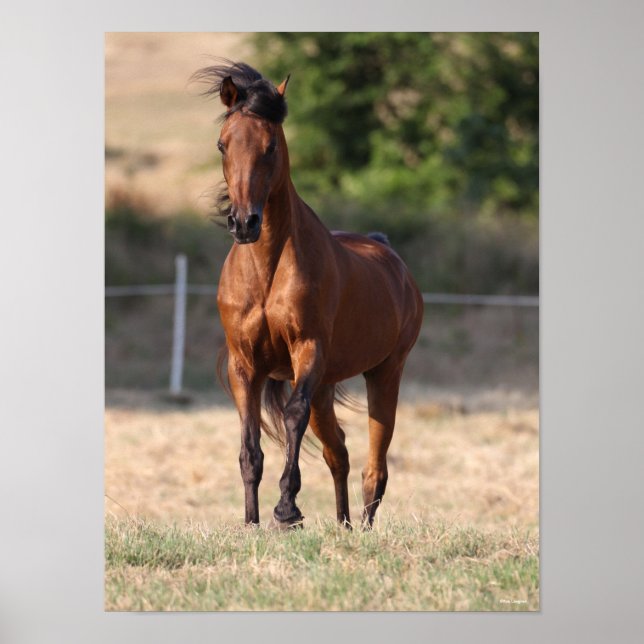 Poster Bob Langrish | Bay Arab Standing Mane Blown (Devant)