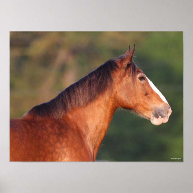 Poster Bob Langrish | Bay Clydesdale Headshot (Devant)