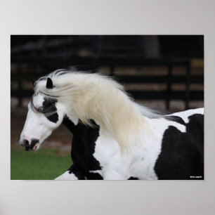Poster Bob Langrish Black And White Gypsy Vanner Headshot