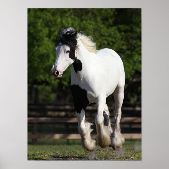 Poster Bob Langrish Black and White Gypsy Vanner Running (Devant)