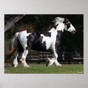 Poster Bob Langrish Black and White Gypsy Vanner Walking