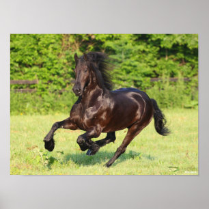 Poster Bob Langrish Black Friesian Running
