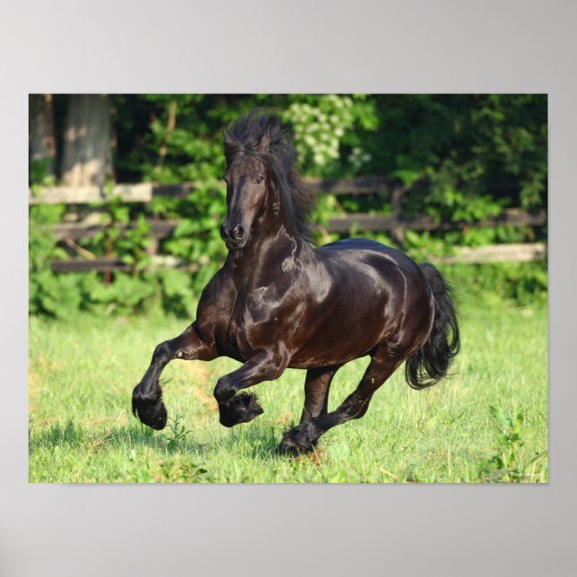 Poster Bob Langrish | Black Friesian Running (Devant)