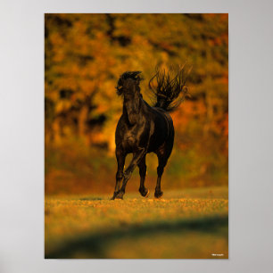 Poster Bob Langrish Black Friesian Running En Automne