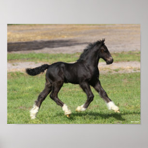 Poster Bob Langrish Black Gypsy Vanner Foal Running