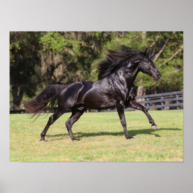 Poster Bob Langrish | Black Lusitano Running (Devant)