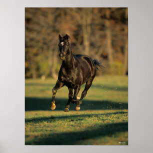 Poster Bob Langrish   Black Thoroughbred Running
